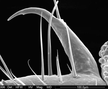 Media type: image;   Invertebrate Zoology 134690